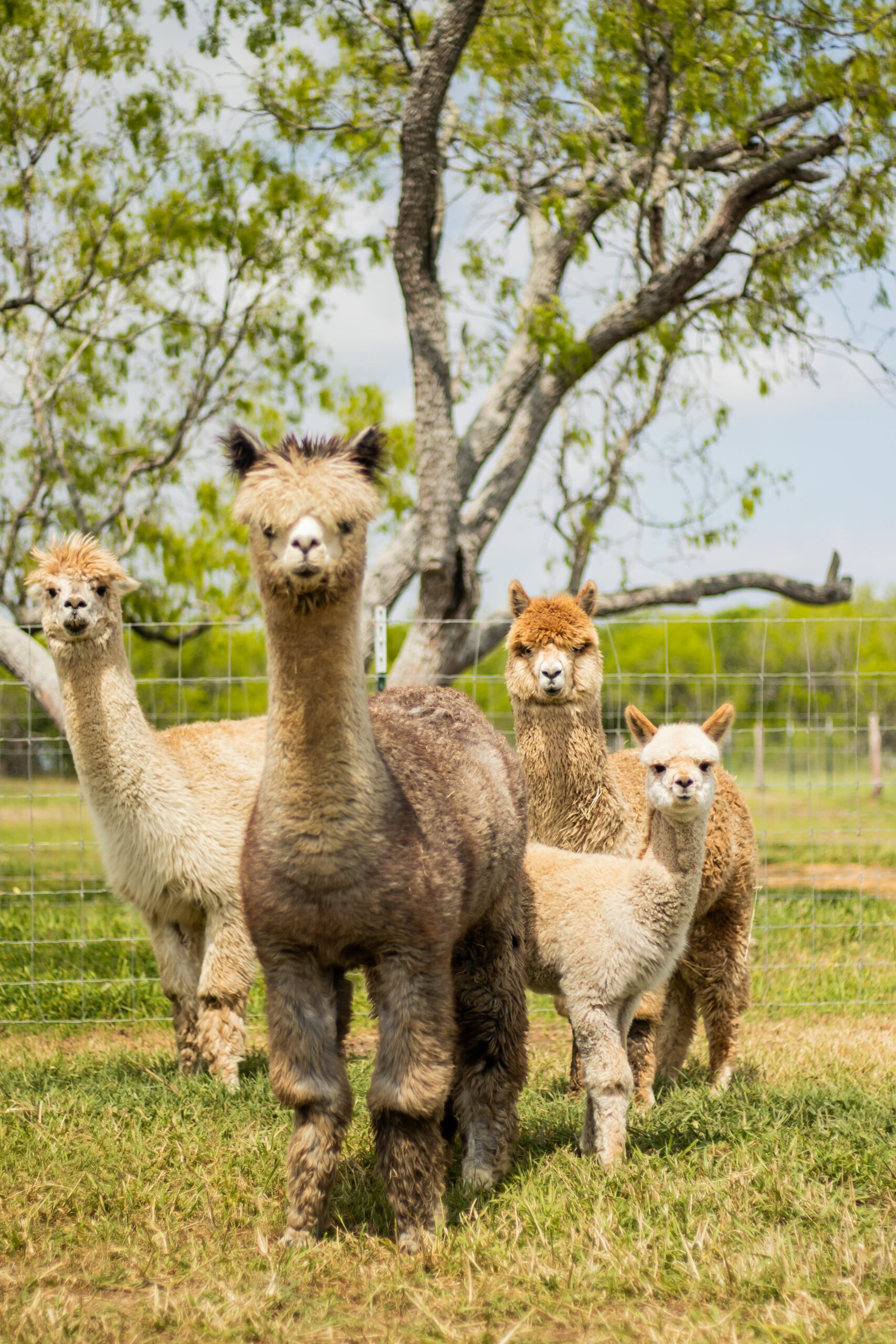 Family of Alpacas
